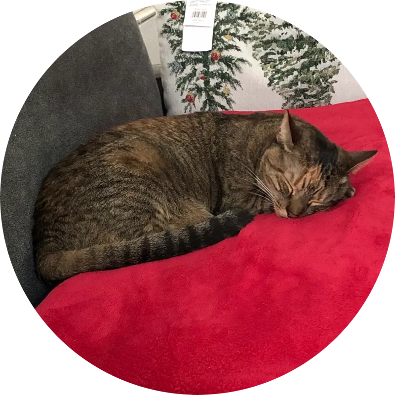 Angela's cat, Bridget, curled up asleep