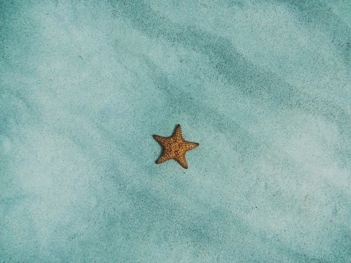 A starfish resting on pale teal sand